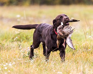 Gunny Fisher