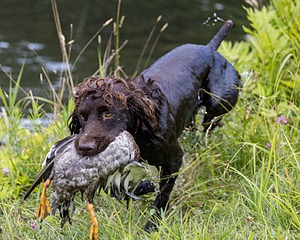 Tucker Will