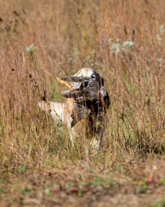 Ghillie Deresienska