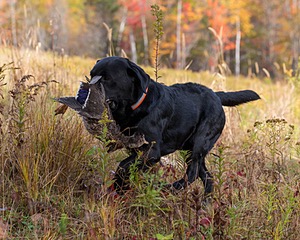 20191013-WCL-0020.jpg