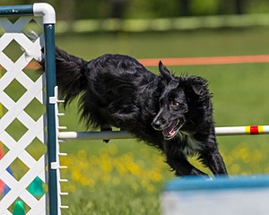 20170520-NEAT-0920.jpg