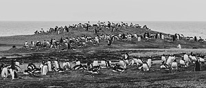 Gentoo Penguins, Saunders Island, The Falklands