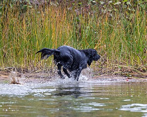 Ripple