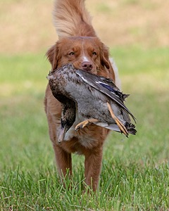 Ganser Baillargeon