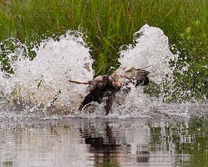 20130713-MHB2-0286.jpg