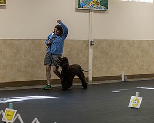 2304 - GCH CH BREKKON'S FIRST MARK BN RN CGC TKN (Hunny)