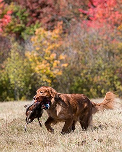 Piper