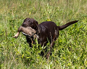Baker Marsh