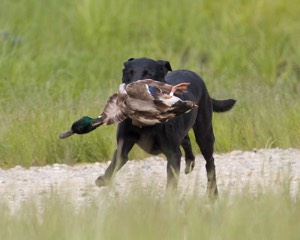 20080531-HRL-0318.jpg
