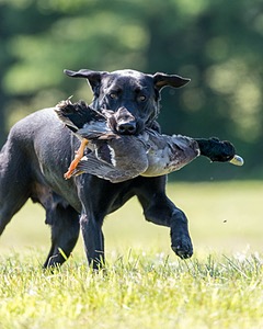 Otter Marro