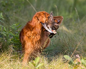 Singe Bove