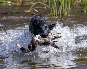 Hunter