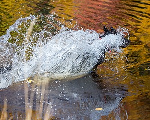 Locust Ridge Star Warrior (Harry)