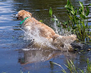 Rio Drager