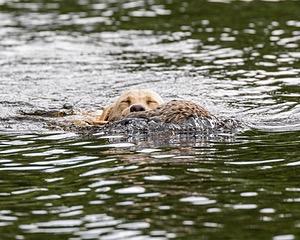20170603-SHRW-1614.jpg