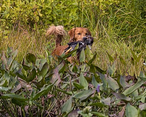 Moose Curtis