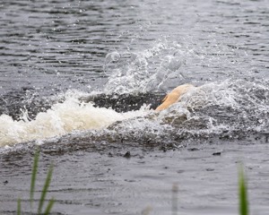 Goose