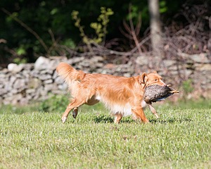 Noble
