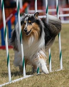 20150614-CCKC-1714.jpg
