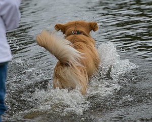 Opie