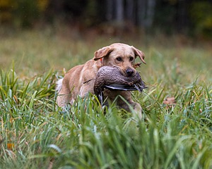 Fletcher Dubovy