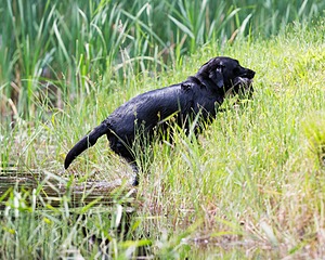 Pepper Ungar