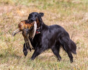 Maude