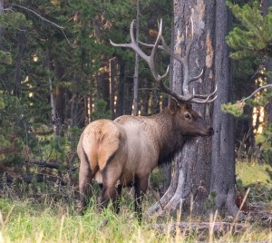 Yellowstone National Park