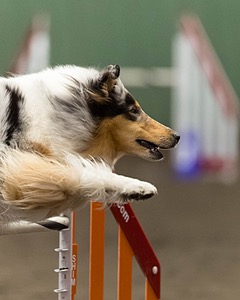 Hazy Lariviere