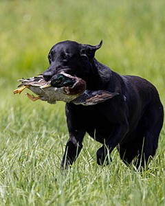 Cane Robichaud