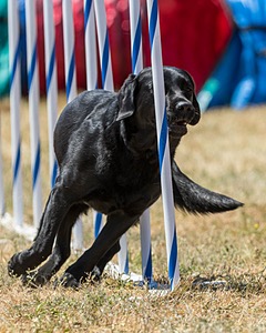 20160618-CCKC-1645.jpg