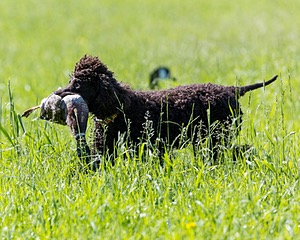 Ghillie Kezer