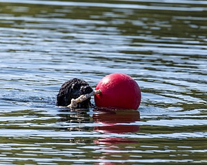 Boaty Bellicose