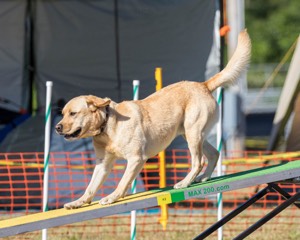 20160618-CCKC-2464.jpg