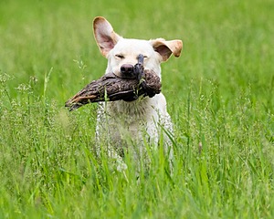 Goose