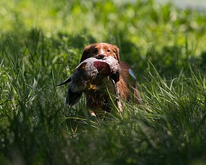 Breeze Tucker