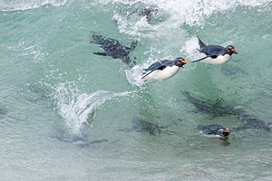 Rockhopper Penguins, Saunders Island, The Falklands