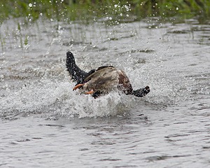20080531-HRW-0508.jpg