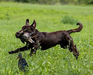 Moose Molle