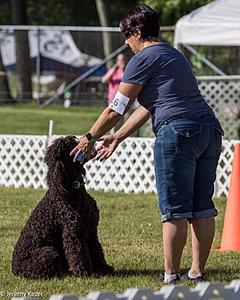 16 - GCH CH Chantico's Shelter From The Storm CD RA MX AXJ MXP2 MJP2 MJPB XF DS (Reef)
