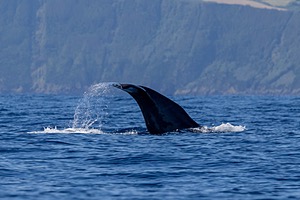 Sperm Whale