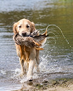 Ghillie Deresienska
