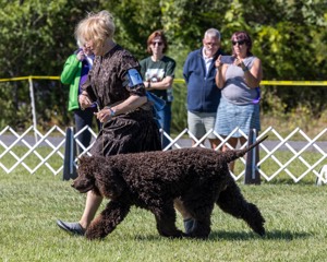 07 - GCH CH CASTLEHILL'S RAMBLIN' RAFAEL O'CRISPIN BN (Rafi)
