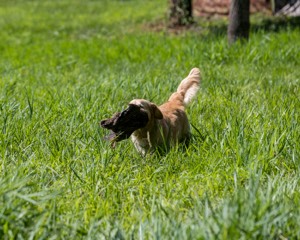 Sedge Houston