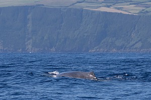 Sperm Whale