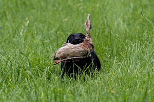20160604-SEAL-1107-2.jpg