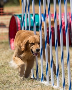 20160618-CCKC-1335.jpg