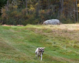 Sherman Abrams