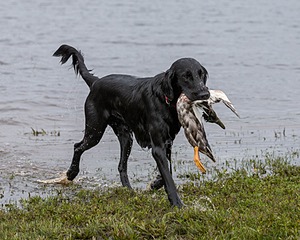 Cooper Westcot