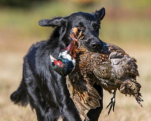 Hunter